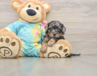 7 week old Shih Poo Puppy For Sale - Pilesgrove Pups