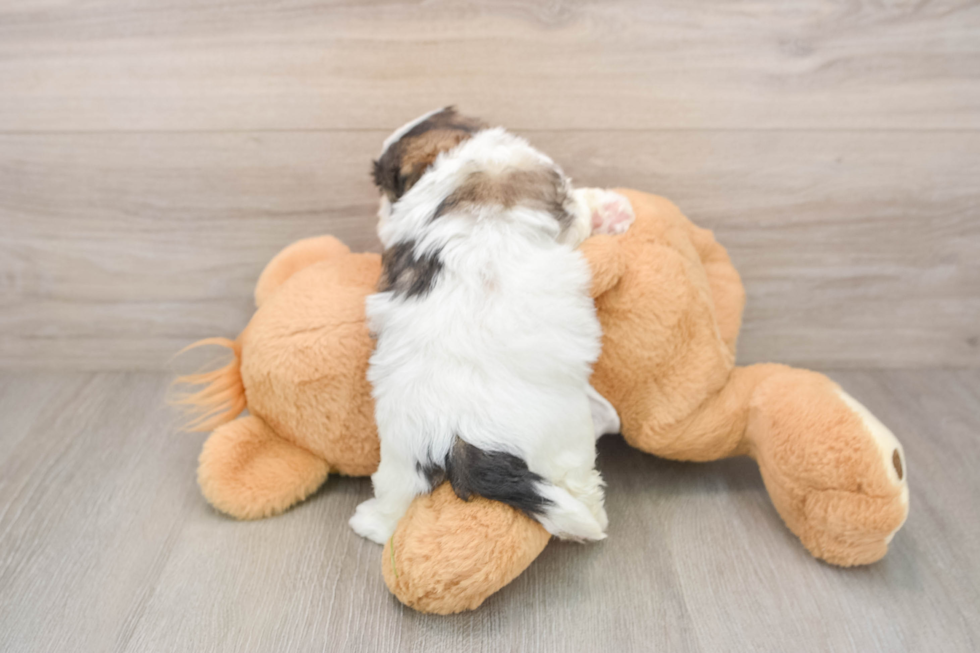 Best Shih Poo Baby