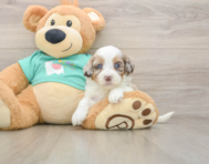 8 week old Shih Poo Puppy For Sale - Pilesgrove Pups