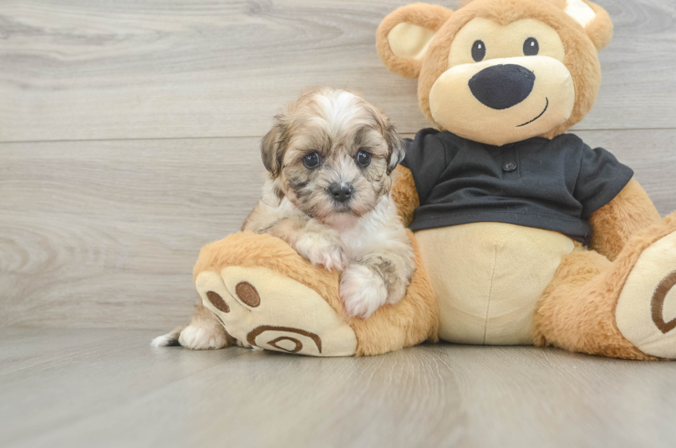 5 week old Shih Poo Puppy For Sale - Pilesgrove Pups