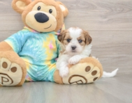 5 week old Shih Poo Puppy For Sale - Pilesgrove Pups