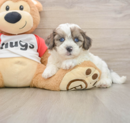 7 week old Shih Poo Puppy For Sale - Pilesgrove Pups