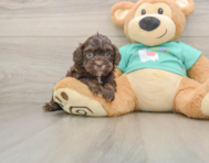 7 week old Shih Poo Puppy For Sale - Pilesgrove Pups