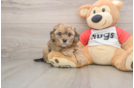 Happy Shih Poo Baby