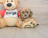 8 week old Shih Poo Puppy For Sale - Pilesgrove Pups