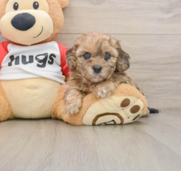 7 week old Shih Poo Puppy For Sale - Pilesgrove Pups