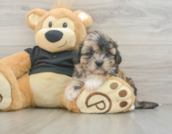 9 week old Shih Poo Puppy For Sale - Pilesgrove Pups