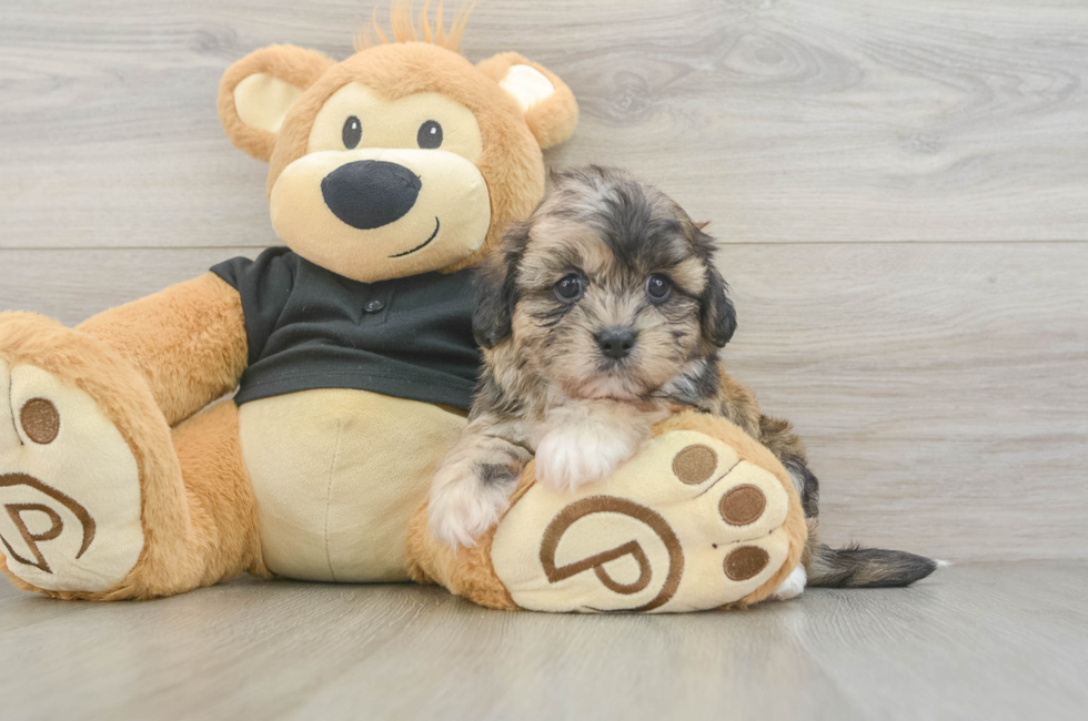 5 week old Shih Poo Puppy For Sale - Pilesgrove Pups