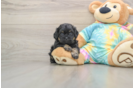 Shih Poo Puppy for Adoption