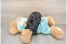 Petite Shih Poo Poodle Mix Pup
