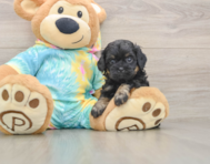 5 week old Shih Poo Puppy For Sale - Pilesgrove Pups