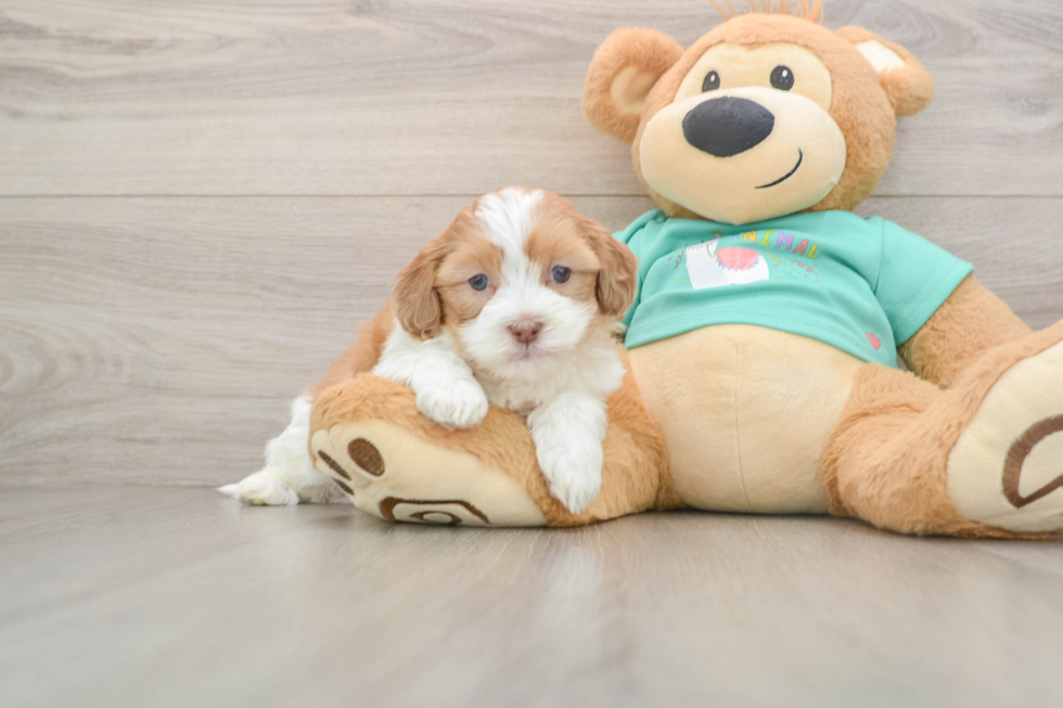 Shih Poo Pup Being Cute