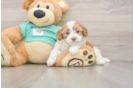 Shih Poo Pup Being Cute