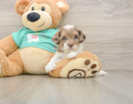 8 week old Shih Poo Puppy For Sale - Pilesgrove Pups