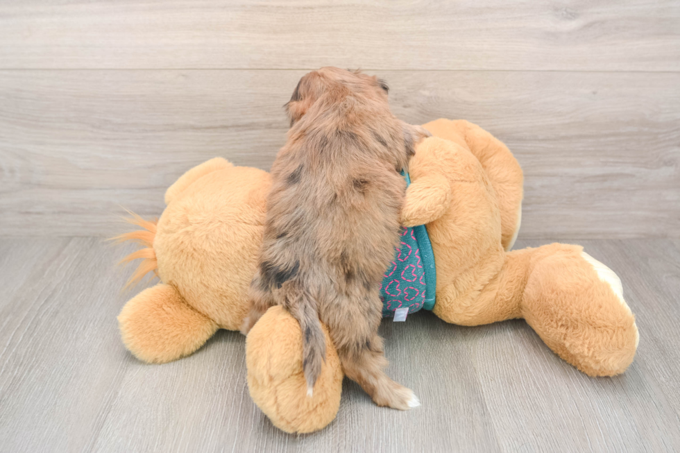 Playful Shih Poo Poodle Mix Puppy