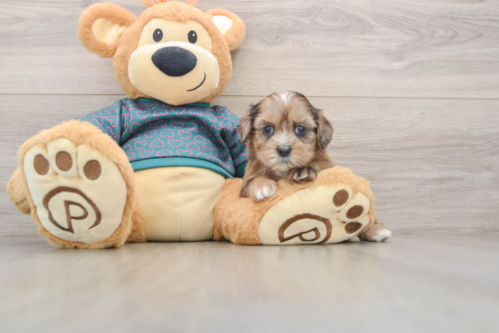 Shih Poo Pup Being Cute