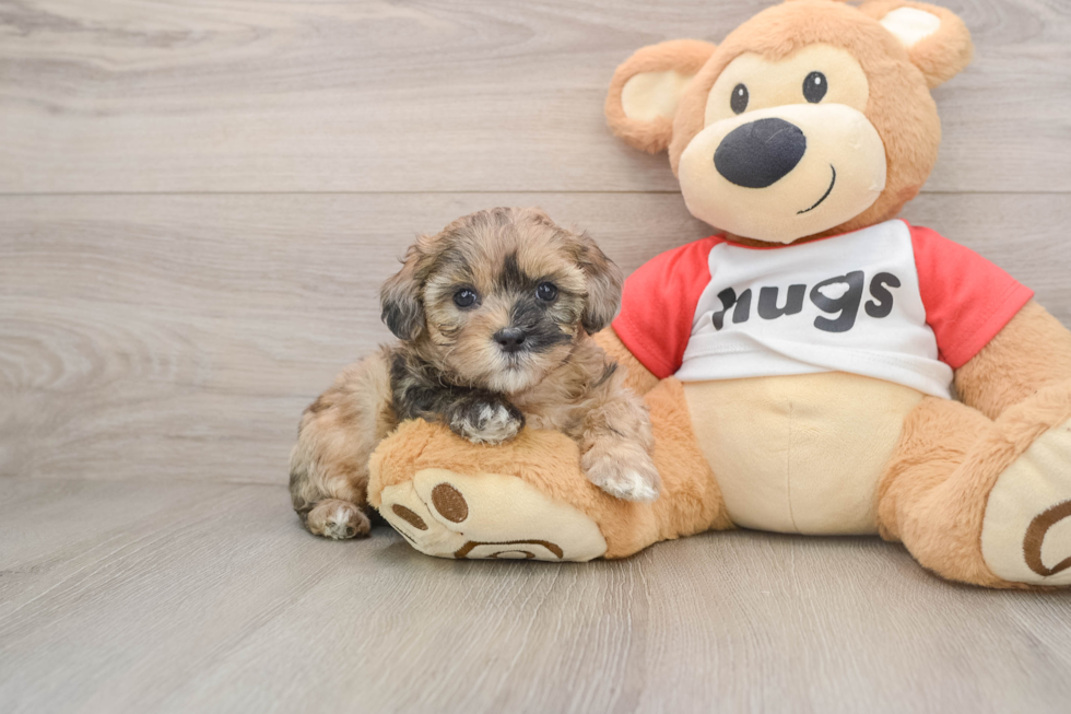 Best Shih Poo Baby