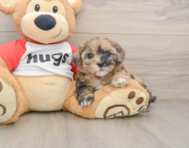 8 week old Shih Poo Puppy For Sale - Pilesgrove Pups