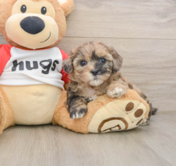 8 week old Shih Poo Puppy For Sale - Pilesgrove Pups