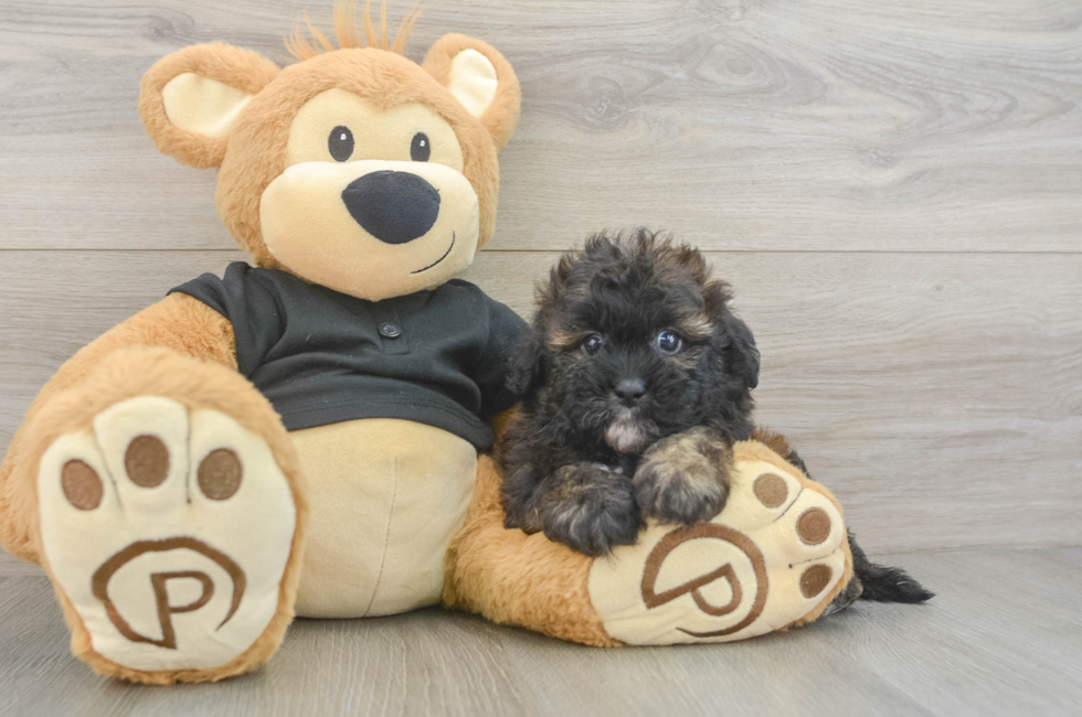 5 week old Shih Poo Puppy For Sale - Pilesgrove Pups