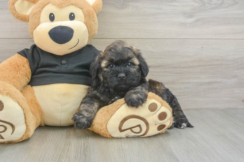 5 week old Shih Poo Puppy For Sale - Pilesgrove Pups