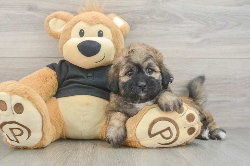 5 week old Shih Poo Puppy For Sale - Pilesgrove Pups