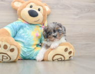 5 week old Shih Poo Puppy For Sale - Pilesgrove Pups