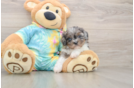 Energetic Shihpoo Poodle Mix Puppy