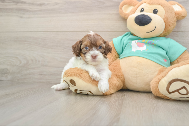 Shih Poo Pup Being Cute