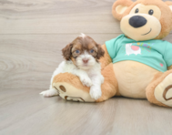 8 week old Shih Poo Puppy For Sale - Pilesgrove Pups