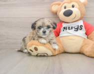8 week old Shih Poo Puppy For Sale - Pilesgrove Pups