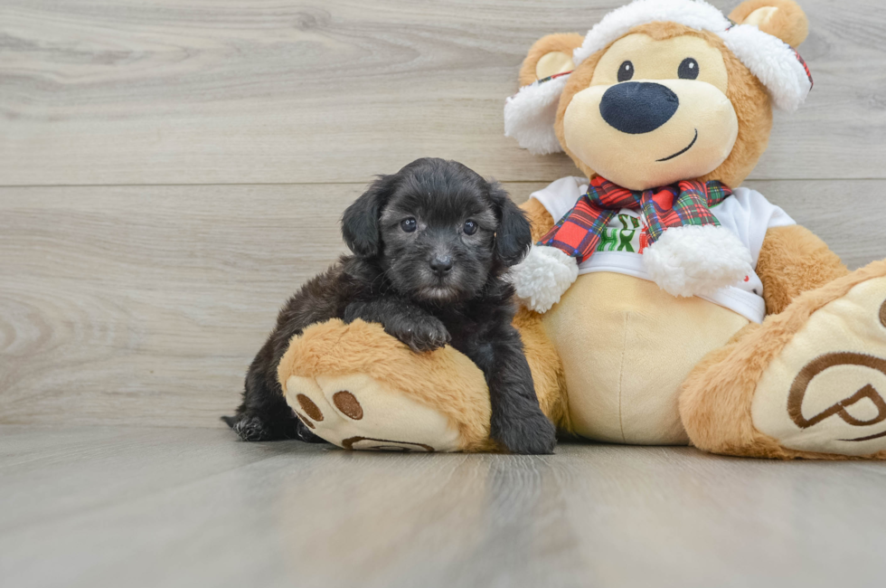 5 week old Shih Poo Puppy For Sale - Pilesgrove Pups