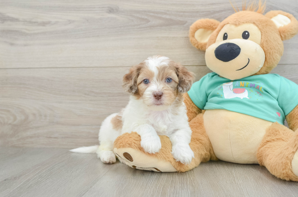 6 week old Shih Poo Puppy For Sale - Pilesgrove Pups