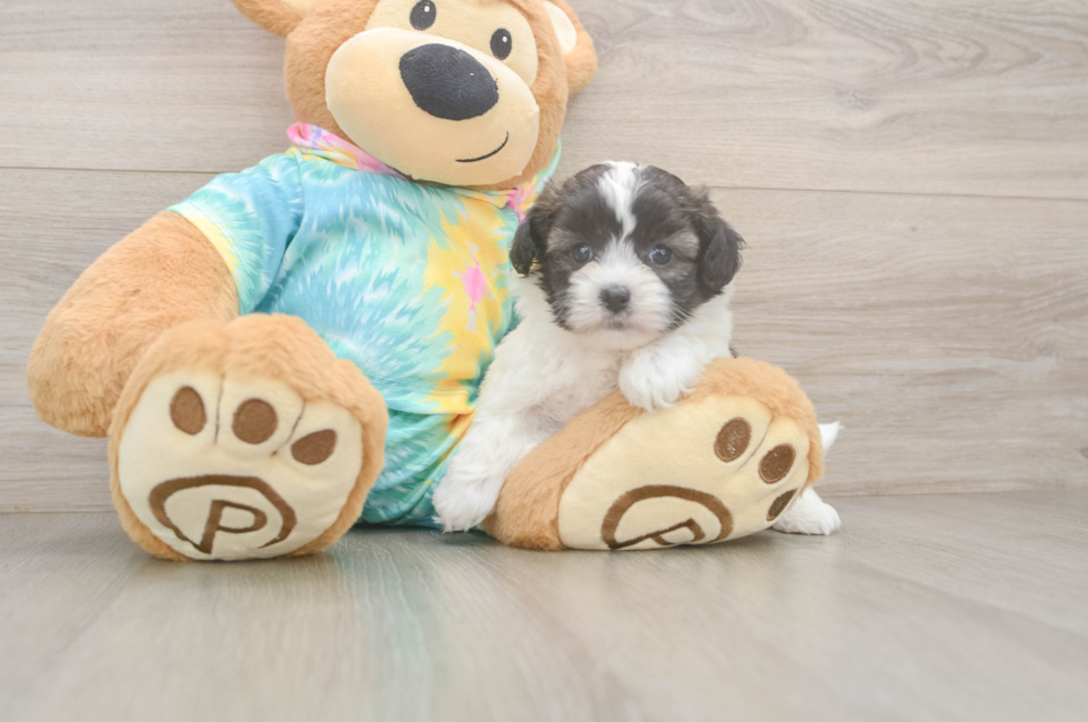 5 week old Shih Poo Puppy For Sale - Pilesgrove Pups