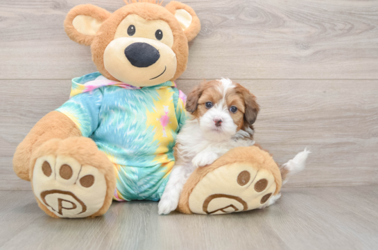 Adorable Shih Poo Poodle Mix Puppy