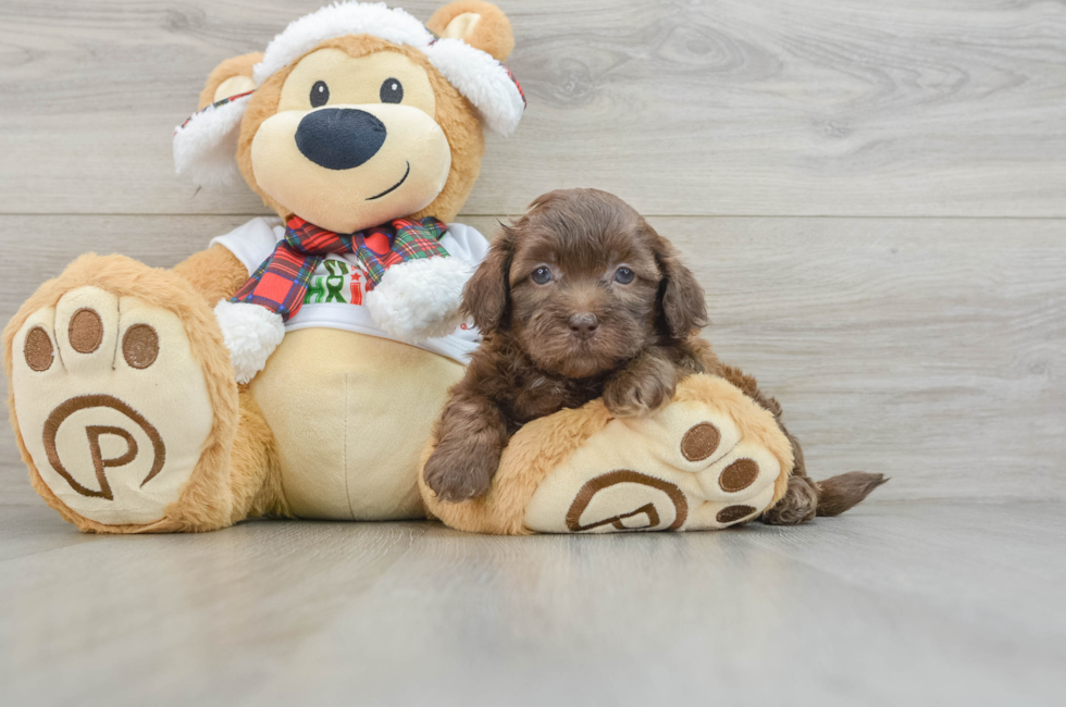 5 week old Shih Poo Puppy For Sale - Pilesgrove Pups