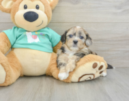 6 week old Shih Poo Puppy For Sale - Pilesgrove Pups