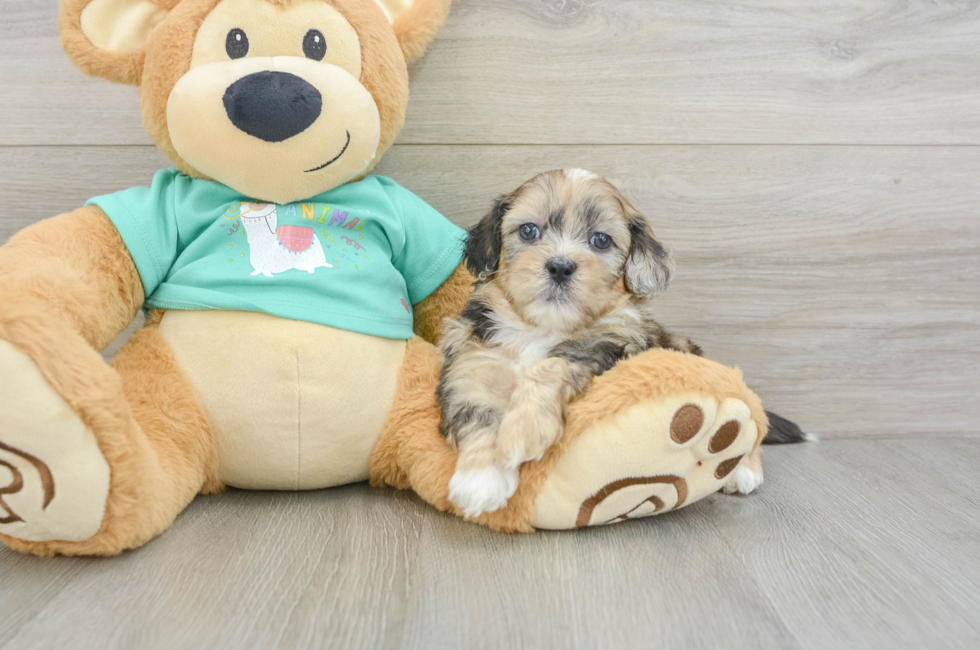 6 week old Shih Poo Puppy For Sale - Pilesgrove Pups