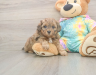 7 week old Shih Poo Puppy For Sale - Pilesgrove Pups