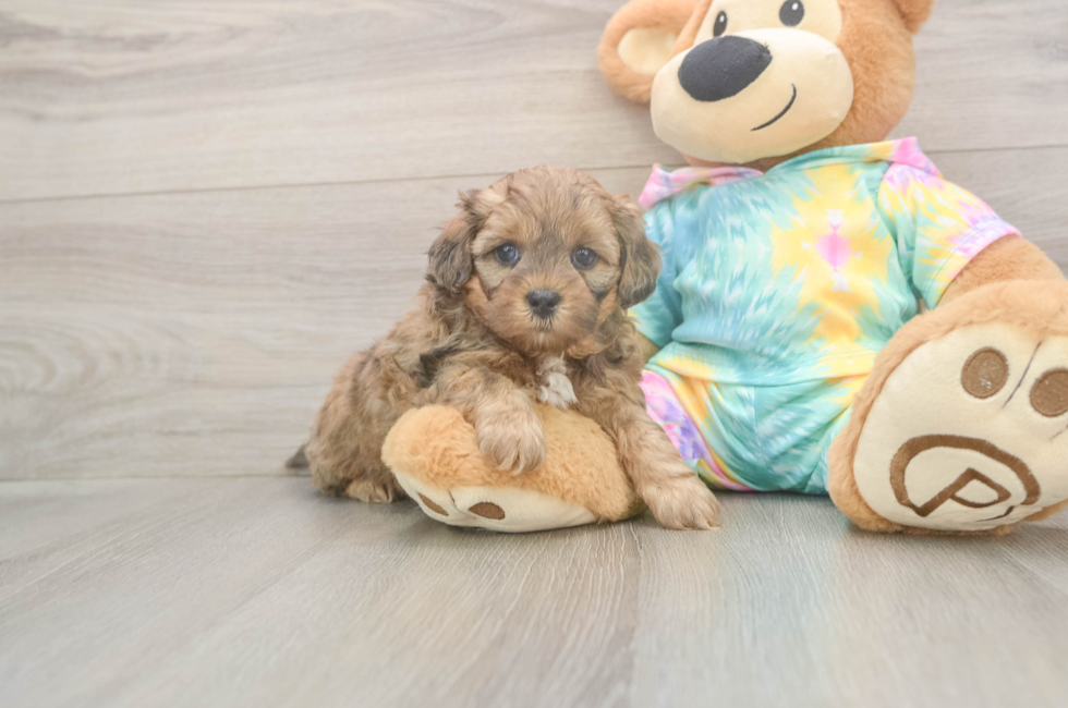 5 week old Shih Poo Puppy For Sale - Pilesgrove Pups