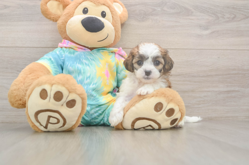 5 week old Shih Poo Puppy For Sale - Pilesgrove Pups