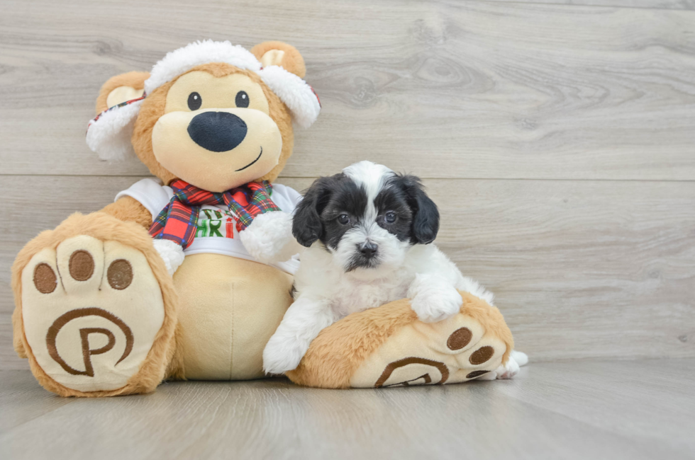 5 week old Shih Poo Puppy For Sale - Pilesgrove Pups