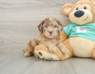 6 week old Shih Poo Puppy For Sale - Pilesgrove Pups