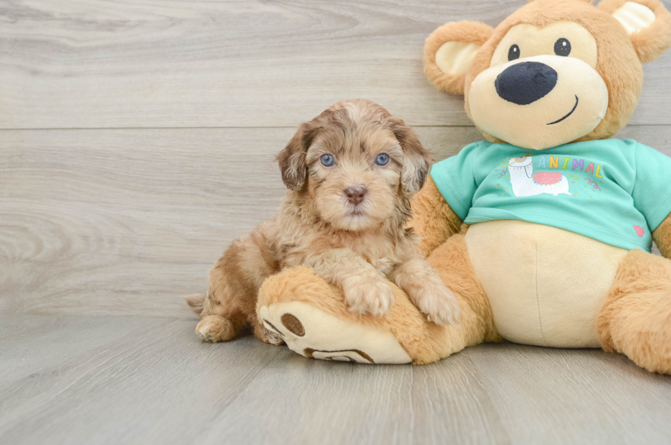 6 week old Shih Poo Puppy For Sale - Pilesgrove Pups