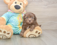 6 week old Shih Poo Puppy For Sale - Pilesgrove Pups