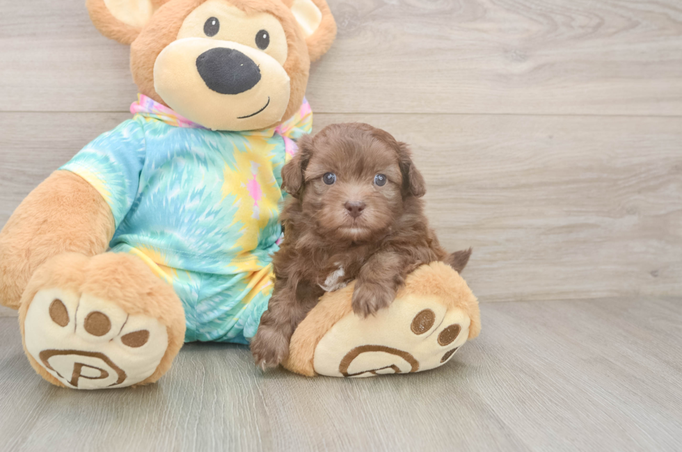 5 week old Shih Poo Puppy For Sale - Pilesgrove Pups
