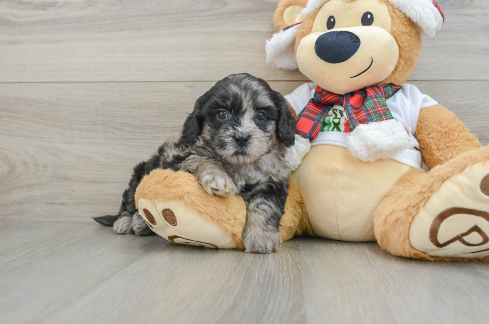 5 week old Shih Poo Puppy For Sale - Pilesgrove Pups