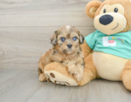 6 week old Shih Poo Puppy For Sale - Pilesgrove Pups