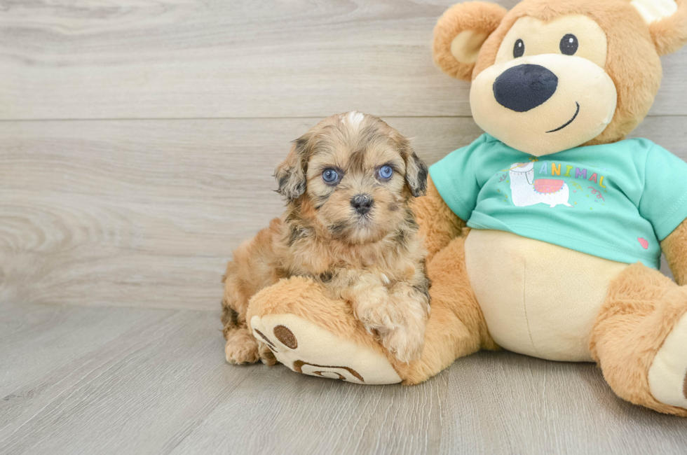 6 week old Shih Poo Puppy For Sale - Pilesgrove Pups