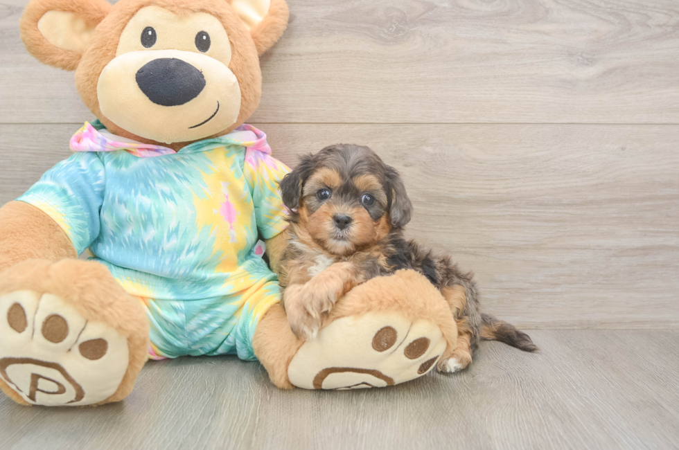5 week old Shih Poo Puppy For Sale - Pilesgrove Pups